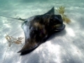 Bat Ray
