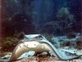 Bat Ray