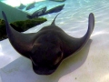 Bat Ray