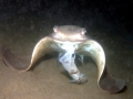 Bat Ray