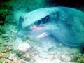 Bat Ray