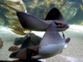 Bat Ray