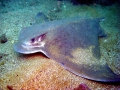 Bat Ray