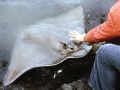 Bat Ray