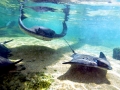 Bat Ray