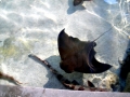 Bat Ray