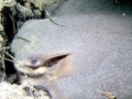 Bat Ray