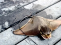 Bat Ray