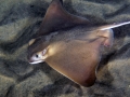 Bat Ray