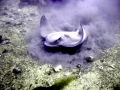 Bat Ray