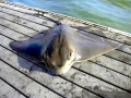 Bat Ray