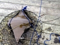 Bat Ray