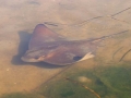 Bat Ray