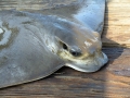Bat Ray