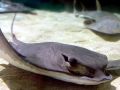 Bat Ray