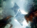 Bat Ray