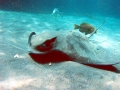 Bat Ray