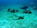 Bat Ray