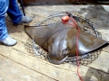 Bat Ray