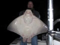 Bat Ray