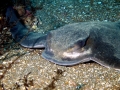 Bat Ray