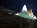 Bat Ray