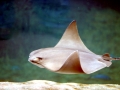Bat Ray