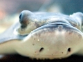 Bat Ray
