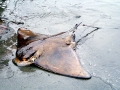 Bat Ray