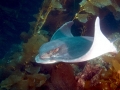 Bat Ray