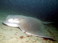 Bat Ray
