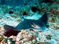 Bat Ray