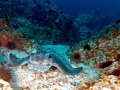 Bat Ray