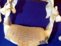 Bat Ray