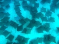 Bat Ray