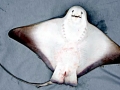 Bat Ray