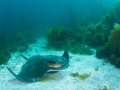 Bat Ray