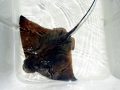 Bat Ray