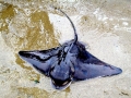 Bat Ray