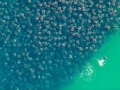 Bat Ray