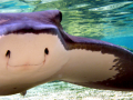 Bat Ray