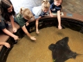 Bat Ray