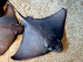 Bat Ray