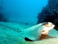 Bat Ray