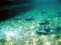 Bat Ray