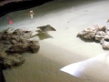 Bat Ray
