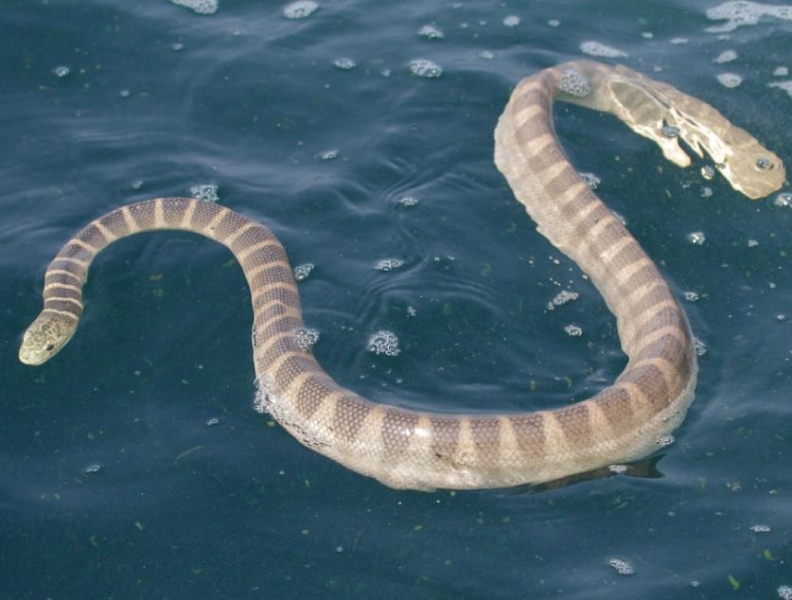 Beaked Sea Snake