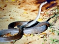Beaked Sea Snake