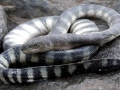 Beaked Sea Snake