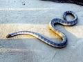 Beaked Sea Snake